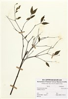 藏品(細軸蕘花)的圖片